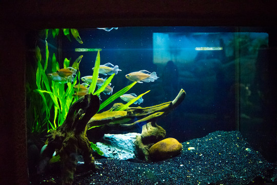 魚缸背景圖 珊瑚 魚缸造景