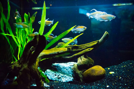 魚缸背景圖 珊瑚 魚缸造景