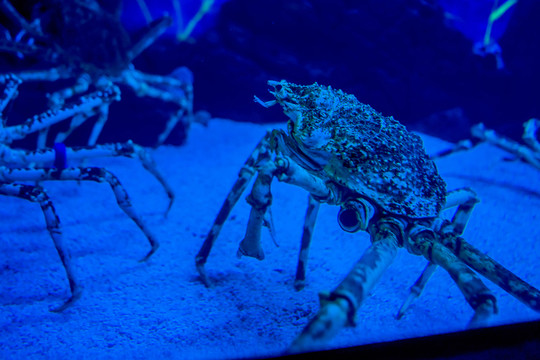 蜘蛛蟹 水族館