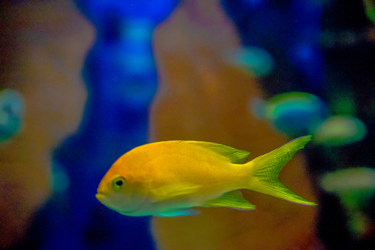 深海魚群 海底世界