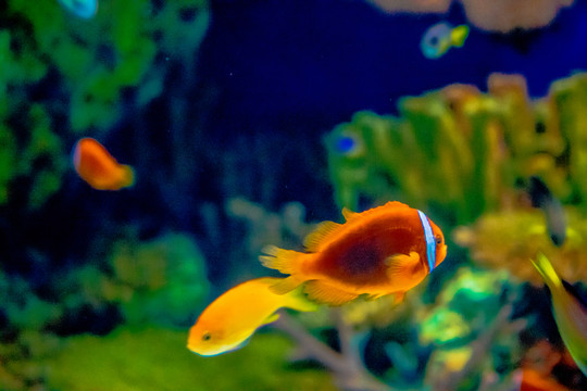 小丑魚(yú) 海底世界 海洋館