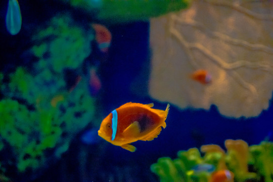 小丑魚