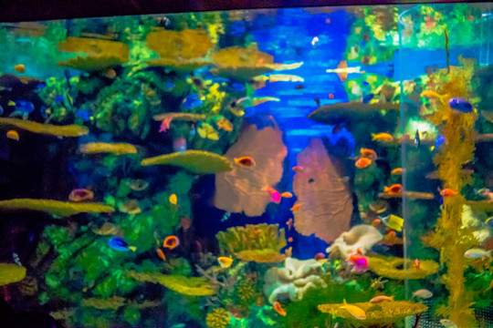 魚(yú)缸背景圖 海底世界