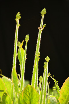 植物生長(zhǎng)