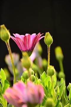 非洲菊高清壁紙