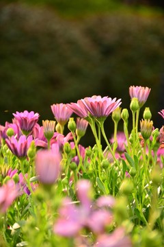 非洲菊高清壁紙