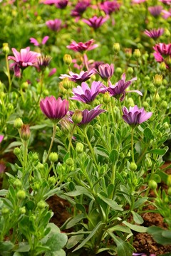 非洲菊高清壁紙