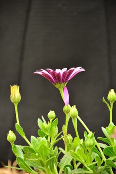 非洲菊高清壁紙