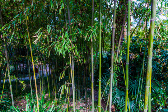 望江公園
