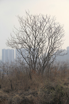 灌木