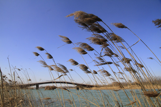 馬踏湖濕地公園