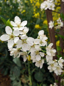 春季李子花