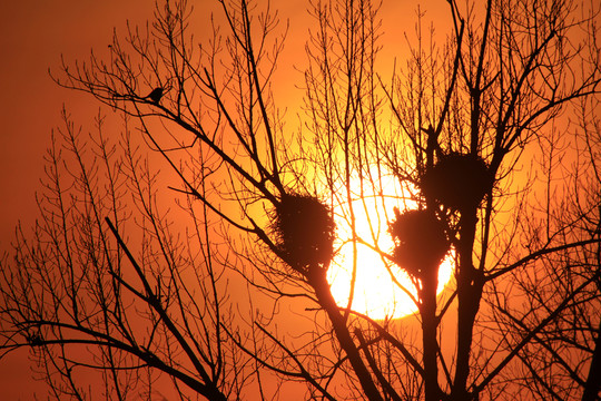 夕陽(yáng)紅