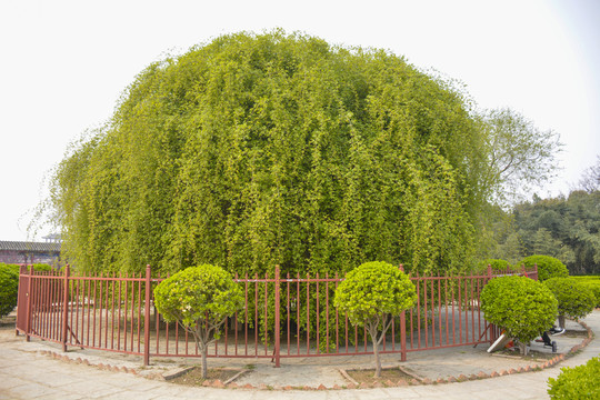 綠色植物景觀