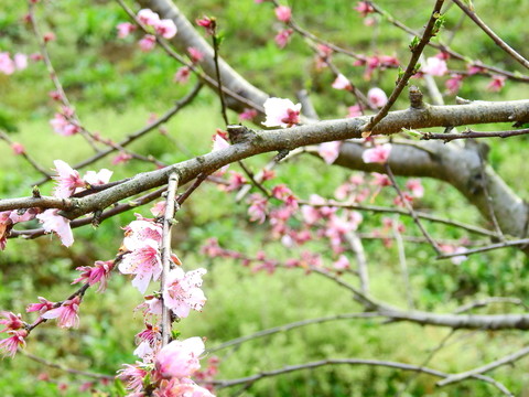 桃花