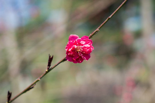 紅色梅花
