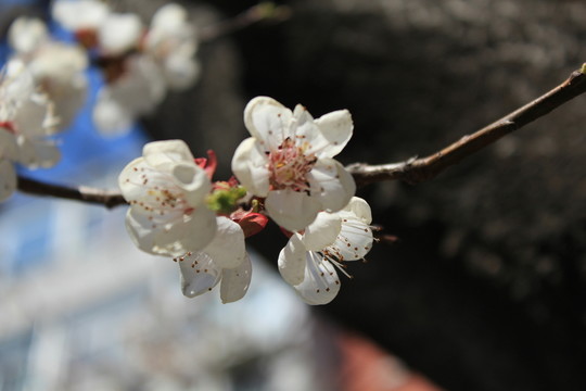 杏花