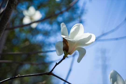 玉蘭花
