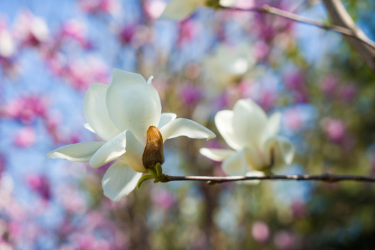 玉蘭花