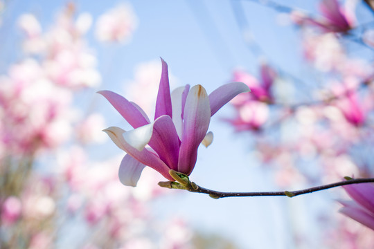 玉蘭花