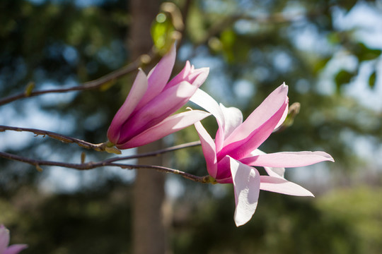 玉蘭花
