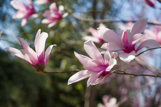 玉蘭花