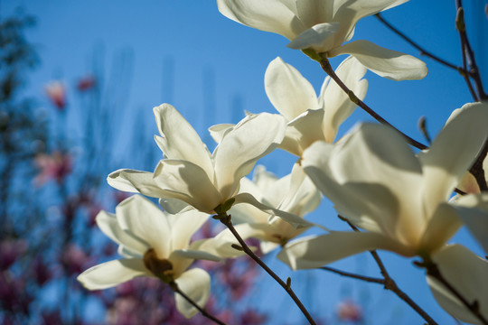 玉蘭花