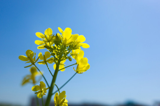油菜花