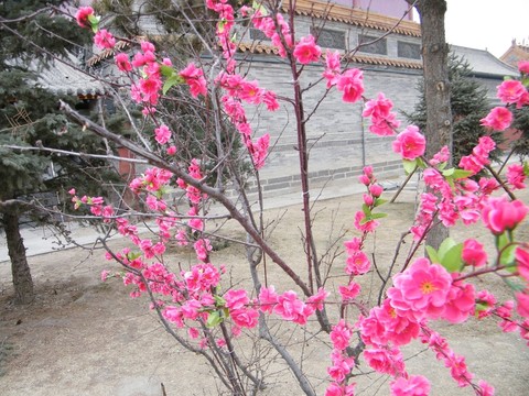 鮮艷的花