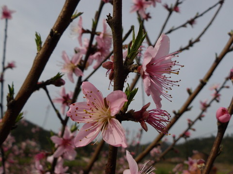 桃花盛開(kāi)