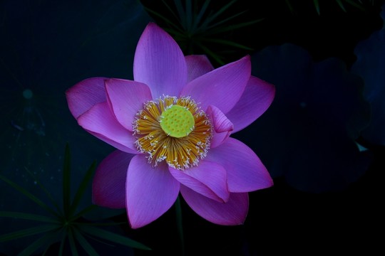 荷花