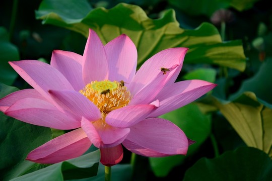 荷花
