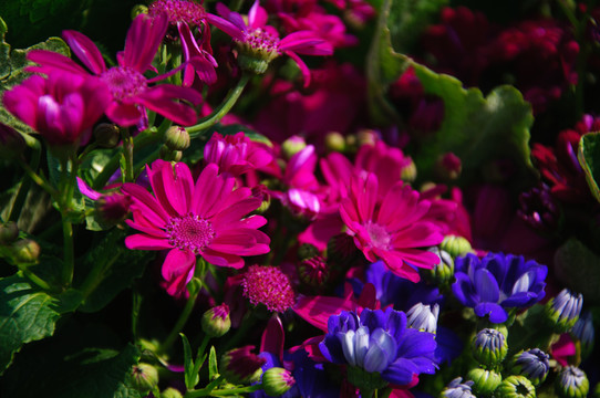 瓜葉菊
