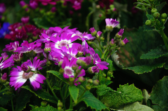 瓜葉菊