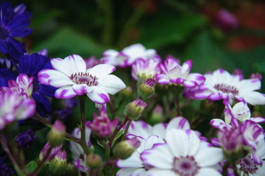 瓜葉菊