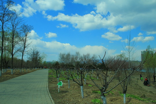公園道路