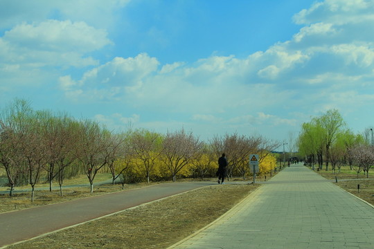 公園春天
