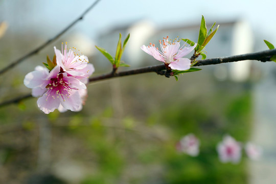 桃花 春天 花卉 桃樹 花朵