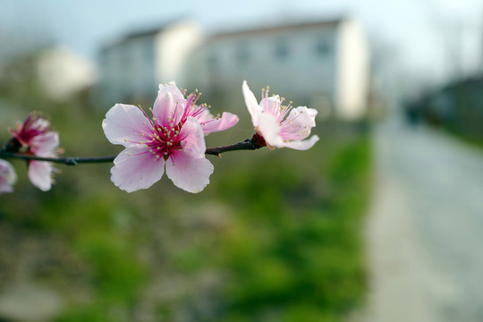 桃花 春天 花卉 桃樹 花朵