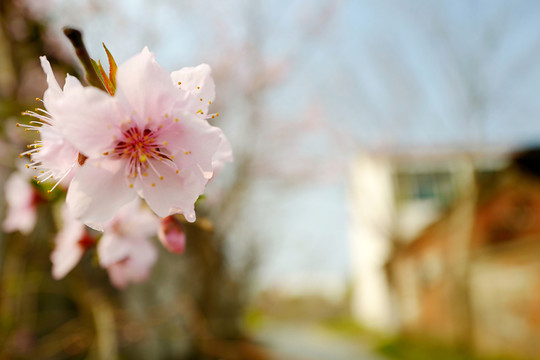 桃花