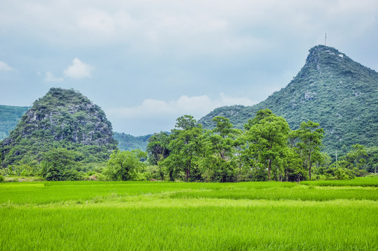 田園春色