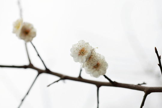梅花