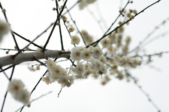 梅花