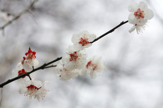 梅花