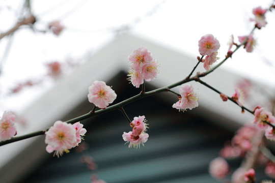 梅花