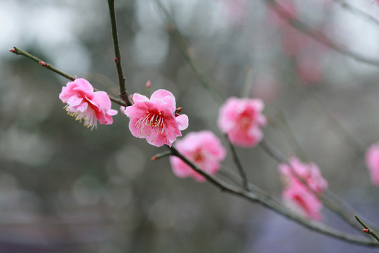 梅花