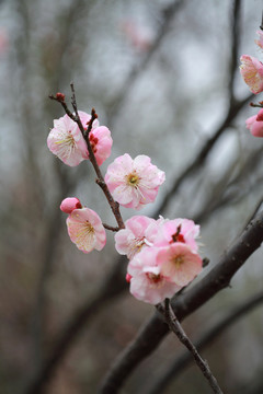 梅花
