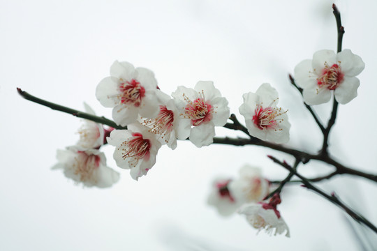 梅花