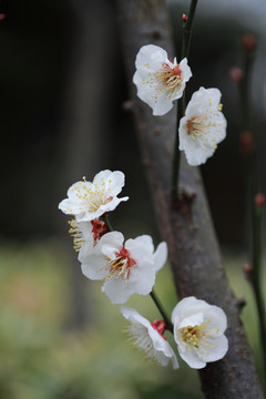 梅花