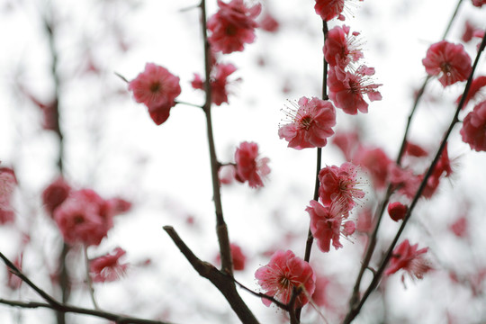 梅花